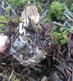 Clitocybe sclerotoidea image