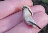 Clitocybe sclerotoidea image
