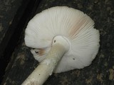 Amanita excelsa image