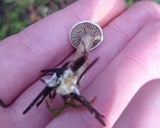 Clitocybe sclerotoidea image