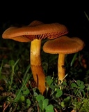 Cortinarius rubellus image