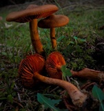 Cortinarius rubellus image