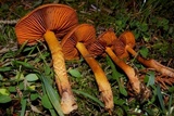 Cortinarius rubellus image