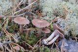 Cortinarius anomalellus image