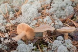 Cortinarius pinophilus image