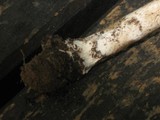 Amanita excelsa image