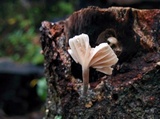 Hemimycena candida image