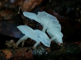 Hemimycena candida image