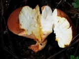 Calvatia rubroflava image