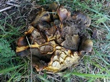 Scleroderma polyrhizum image