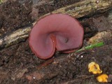 Ascocoryne cylichnium image