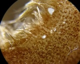 Humaria hemisphaerica image