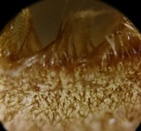 Humaria hemisphaerica image