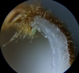 Humaria hemisphaerica image
