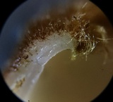 Humaria hemisphaerica image