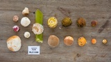 Ascopolyporus polychrous image