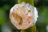 Ascopolyporus polychrous image