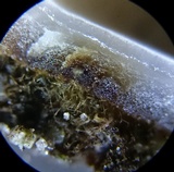 Humaria hemisphaerica image