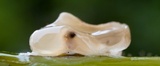 Ascopolyporus polychrous image