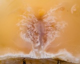 Ascopolyporus polychrous image