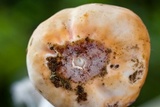 Ascopolyporus polychrous image