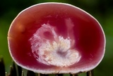 Ascopolyporus polychrous image