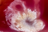 Ascopolyporus polychrous image