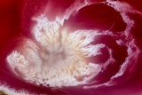 Ascopolyporus polychrous image