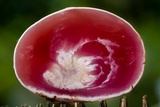 Ascopolyporus polychrous image
