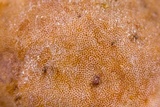 Ascopolyporus polychrous image