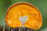 Ascopolyporus polychrous image