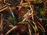 Humaria hemisphaerica image