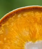 Ascopolyporus polychrous image