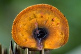 Ascopolyporus polychrous image