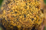 Ascopolyporus polychrous image