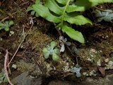 Dimerella lutea image