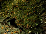 Dimerella lutea image