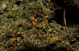 Dimerella lutea image
