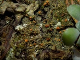 Dimerella lutea image