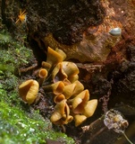 Encoelia heteromera image