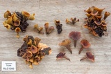Encoelia heteromera image