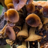 Encoelia heteromera image