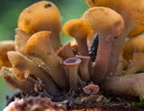 Encoelia heteromera image