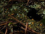 Dimerella lutea image