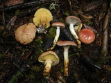 Suillus caerulescens image
