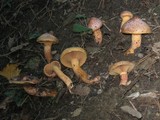 Chroogomphus helveticus image