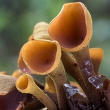 Encoelia heteromera image