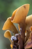 Encoelia heteromera image
