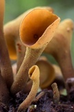 Encoelia heteromera image