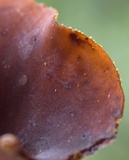Encoelia heteromera image